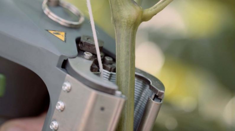 TOMATO TRELLISING SYSTEM