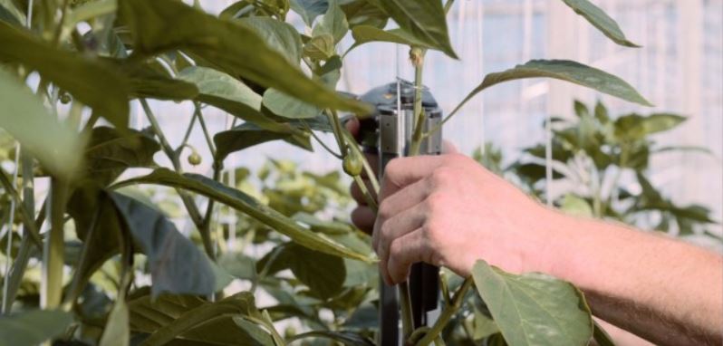 TOMATO TRELLISING SYSTEM