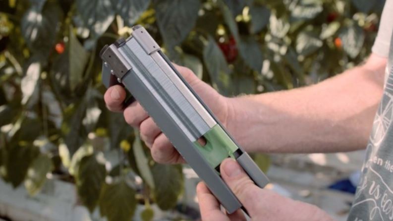 TOMATO TRELLISING SYSTEM
